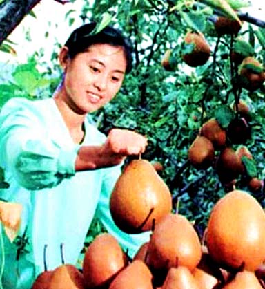 钗头凤·梨树磨历甘甜来
